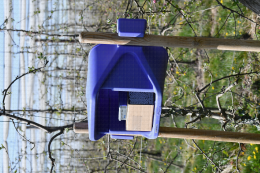 Abri à Osmia bicornis, insecte pollinisateur en verger de pommier